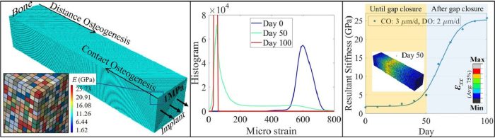 A stochastic micro to macro mechanical model for the evolution of bone-implant interface stiffness