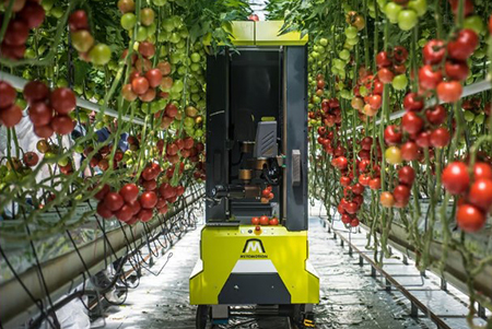 הרובוט של חברת מטומושן בעבודה בחממת עגבניות
